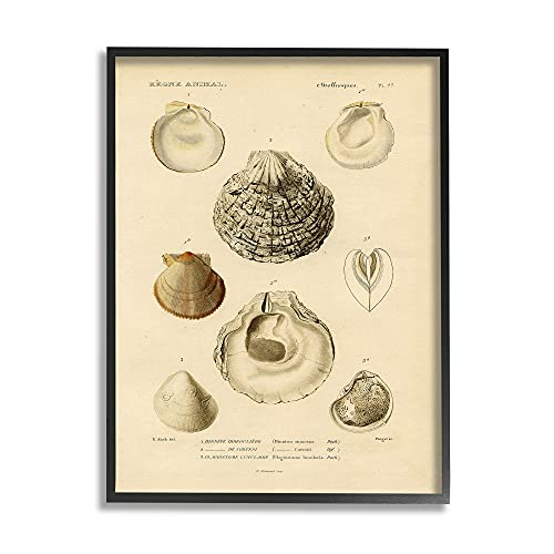Image of 'Vintage Sea Shell Latin Study Marine Chart'| Framed Giclee Art | Stupell Industries | Black, 16 x 20 Inches, Easy to Hang and Sturdy, Made in USA, by Lil' Rue