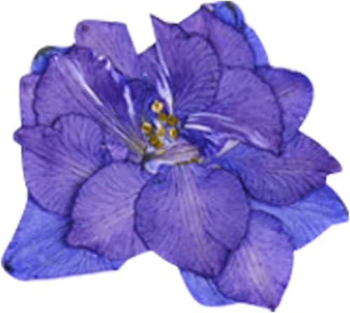 12 piezas flores secas prensadas para resin art miniatura 5