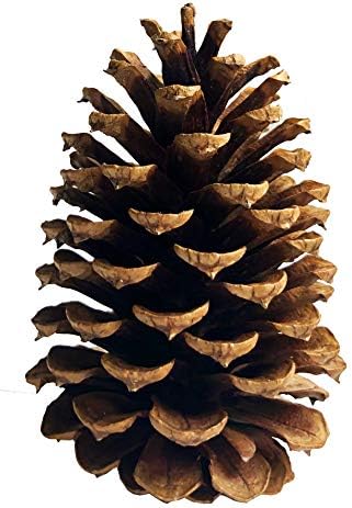 10 PineCones 3" to 4” Tall Bulk Package All Natural, Bug Free, and Perfect for Crafting for Home Accent Decor Pine Cones - UNSCENTED (10)