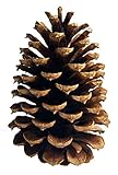 10 PineCones 3' to 4” Tall Bulk Package All Natural, Bug Free, and Perfect for Crafting for Home Accent Decor Pine Cones - UNSCENTED (10)