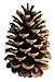 10 PineCones 3" to 4” Tall Bulk Package All Natural, Bug Free, and Perfect for Crafting for Home Accent Decor Pine Cones - UNSCENTED (10)