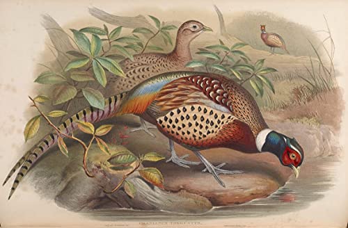 Impression prints toile oiseau Phasianus Torquatus déco 60x90cm
