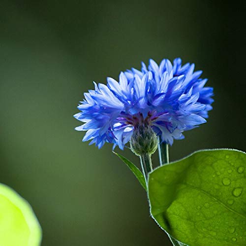 Tall Blue Bachelors Button Flower Seeds, 25 Count COOL BEANS N SPROUTS Brand. Home Gardening.