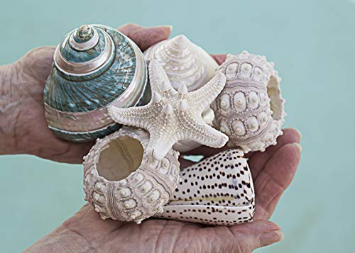 Fancy Sea Shell Set | 3 Unique Sea Shells - 2 Sputnik Sea Urchin and a Knobby Starfish Complete The Set | Beach House Decor - Image 3