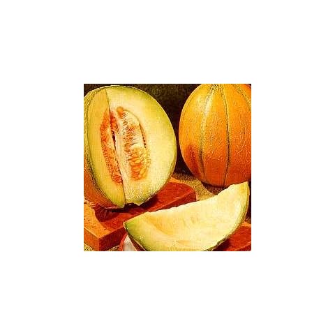 Melon 'Ogen' Cover