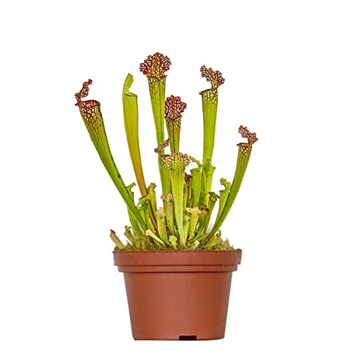 Bloomique - Sarracenia Juthatip Soper - Pianta Trombetta - Pianta Carnivora - Pianta da Interno - Alta 10-20 cm - Vaso 12 cm