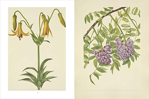 Wild Flowers of North America: Botanical Illustrations by Mary Vaux Walcott