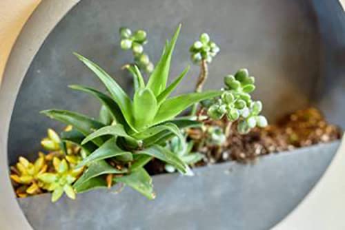 Artisan Living Orbea Round Wall Hanging Planters | Iron Wall Vase Decor Planters For Succulents, Ferns, Faux, Indoor & Outdoor Plants | Circle Wall Planter - 8 Inches Dia X 2 Inches D Circle #TOP6