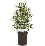 GardenersDream Trachelospermum Jasminoides   Sternjasmin Pflanze   Kletterpflanzen Winterhart Immergrün   Balkon Pflanzen Duftend