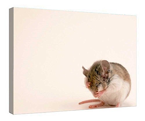 Cadre en bois Choctawhatchee Beach Mouse, œuvre sur toile premium