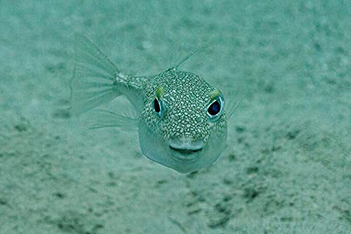 Coffret la vie sauvage - Blu-ray