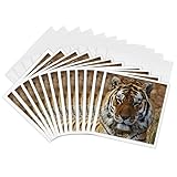 3dRose Bengal Tiger, Louisville Zoo, Louisville, Kentucky - US18 AJE0301 - Adam Jones 12 Greeting Cards with envelopes