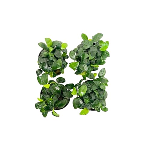 Anubias Nana Petite Potted Plant