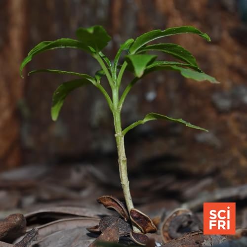 What is ibogaine, and why is it in the news?