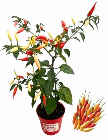 p. piantine da orto | peperoncino ornamentale multicolor, pianta in vaso diametro 14 cm, pianta pronta per il trapianto, pianta vera, vivaio italiano