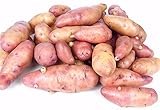 French Fingerling Potato 3 Tubers - Heirloom