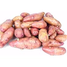 French Fingerling Potato 3 Tubers - Heirloom