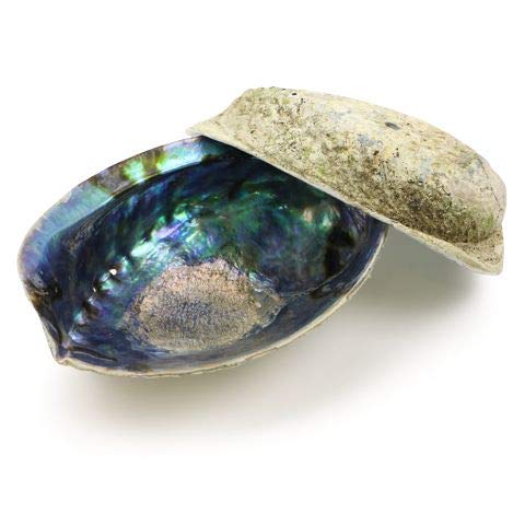 Ocean Shell Studios 6-6.5 inches Supreme Natural Abalone (Pāua) Two Shells for Smudging, Cleansing Home, Meditation, Shell Crafts,Incense Holder, Home Décor, 100% Natural, Sustainable.