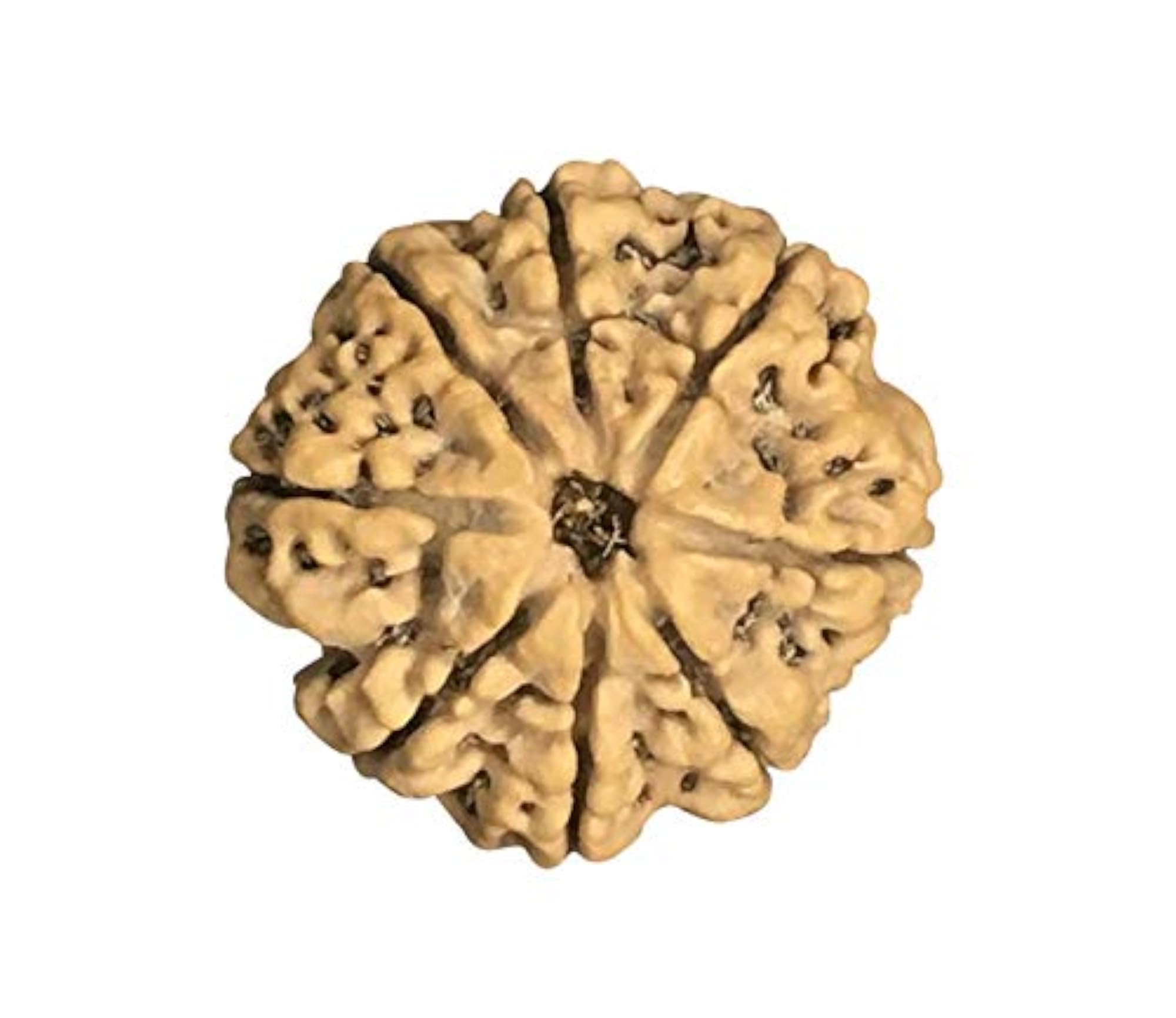 8 Mukhi Nepal Rudraksha Collector Lab Certified