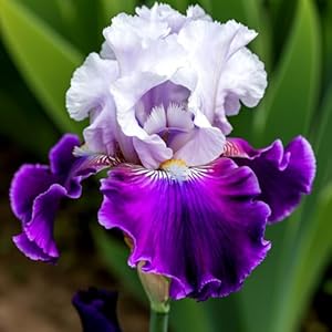 Kvhsvb Iris Violett Frühlingsblüher - 15 Zwiebeln A