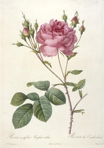 Art Mural Rosa Centifolia Pierre Redouté Impression Haut de Gamme