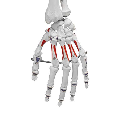 Image of VAS230 Full Size Flexible Human Skeleton with Hand Painted Muscles -67 inch | Flexible Articulated Spinal Column | Mounted On Roller Base with Instruction Manual