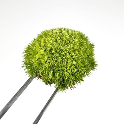 0.25 sq ft of Live Cushion Moss (Leucobryum Glaucum)| Terrarium