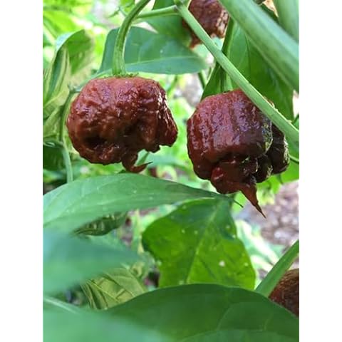 Chocolate Carolina Reaper Pepper Plant - Three (3) Live Plants - Each 75 Days Old - Not Seeds - Not in Pots - World's Hottest Pepper - 2.2 Millions SHU Cover