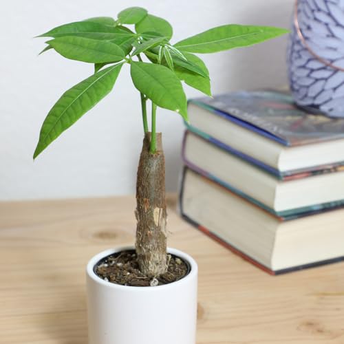 Image of Altman Plants, Live Money Tree Plant, Pachira Aquatica Money Tree, Feng Shui Money Tree Pachira Aquatica Plant, Pachira Plant Bonsai Tree in Planter Pot with Soil, Money Tree Plant Indoor Plants