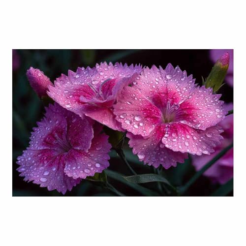 DunPei Quadro Moderno su Tela con Forme Floreali Geometriche, Fiori famosi Design Grafico per un Arredamento Contemporaneo(rosa)-30x45cm Non incorniciato