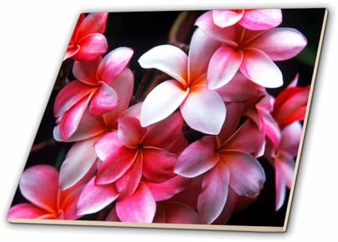3dRose ct_62165_2 Hawaiian Fuchsia Colored Plumeria Flowers-Ceramic Tile, 6-Inch image 5