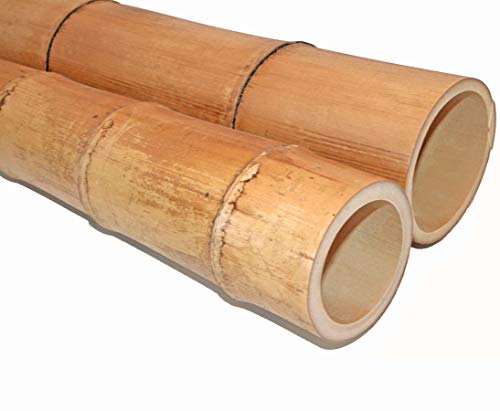 1 Stück Bambusrohr 150cm gelbbraun mit dickem Durchmesser von 10-12cm hitzebehandelt und getrocknet - 1,5m XL Bambusstange Bambusstab gedämpft