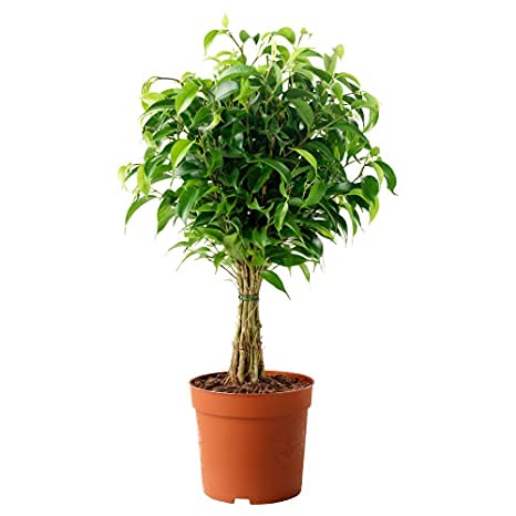 PlantaZee Ficus Benjamina Dark Green Ficus Live Plant for Bright Indoor and Outdoor Growing Air Purifing Live Plant (B09G716KZ4) Amazon Price History, Amazon Price Tracker