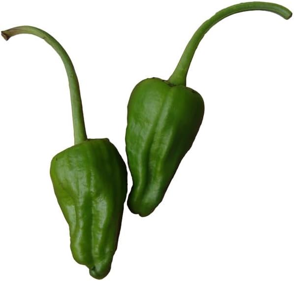 Miniatura 2 de Semillas de pimiento dulce Padron - Famosa reliquia española - 10 semillas