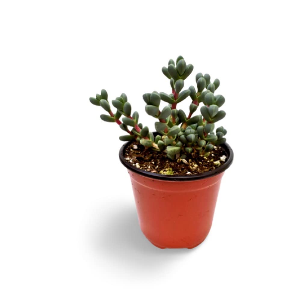 OhhSome House Plant Corpuscularia Lehmannii - Succulent Soft Succulents For Home Garden (Healthy Live Plant) (B09L856FNZ) Amazon Price History, Amazon Price Tracker