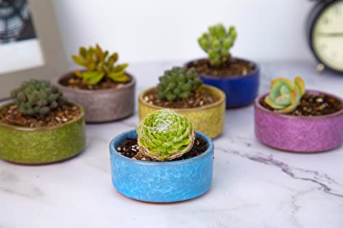 Dawnlam Inches Ceramic Ice Crack Small Cute Succulent Plant Pots,Cactus Plant Pot,Flower Planter Pot With Drainage For Home And Kitchen Decoration (3.5Inch) #TOP4
