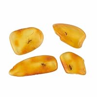 ELEGAMBER Natürlicher fossiler Baltischer Bernstein, Insekten von vor Millionen von Jahren, 4 Sets, echte Insektenproben, Wissenschaft, Bildung, Tierexemplare (Kleine Bernsteininsekten)