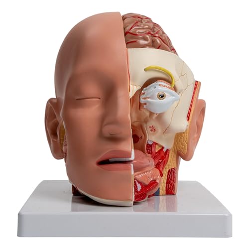 Modèle anatomique du cerveau humain pour illustrer un rapport de conférence d'étude