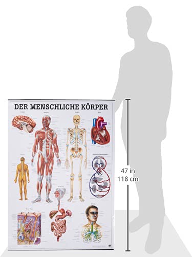Der menschliche Körper. 70x100 cm