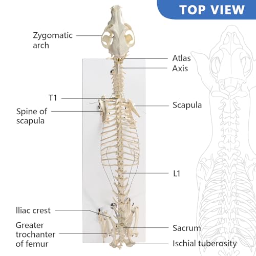 Image of NEW HORIZON Canine Skeleton Bone Model 19.3 inchx7.9 inchx13.8 inch Standard Size