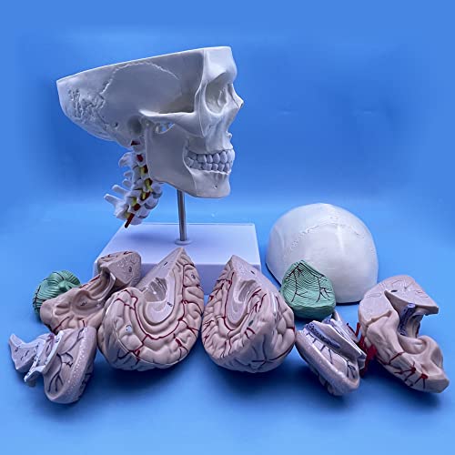 Image of Human Skull and Brain with Cervical Vertebra Anatomy Model, Life Size Anatomical Model for Science Classroom Study Display Teaching Model