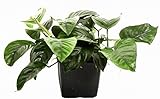 anubias barteri nana pangolino Wie andere Anubias-Arten pflanzt man sie am besten an eine schattige Stelle.