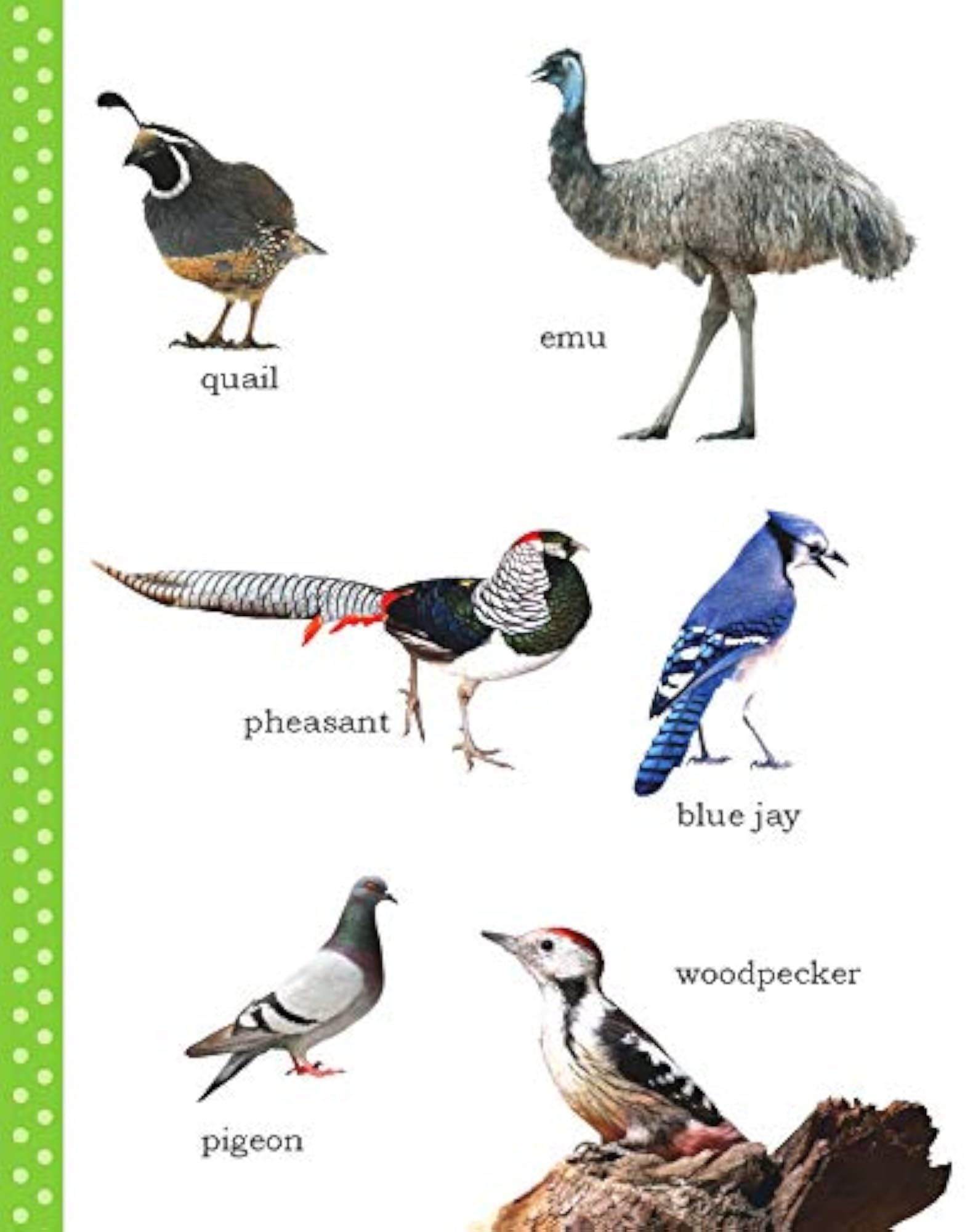 My First Picture Book of Birds