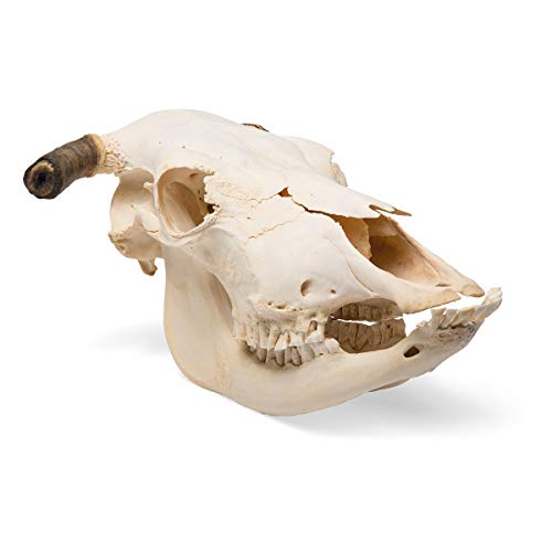 Image of 3B Scientific GmbH T300151w Cow Skull, w. Horns