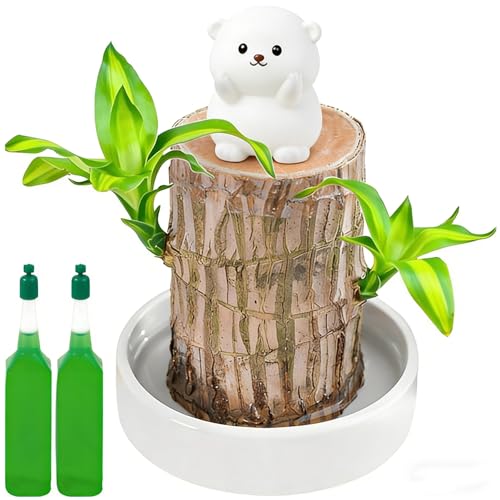 5 Pcs Brazilian Wood Plant Lucky Bamboo Plant Bamboo Plant Set with Nutrient Solution Desk Accent for Office and Home Includes Wood Piece and Base for Easy Maintenance
