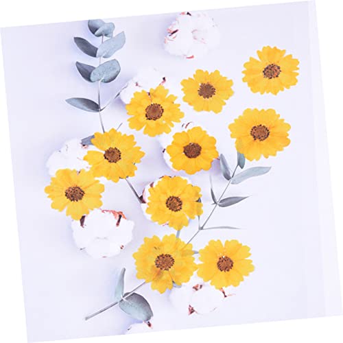Flores secas prensadas Margaritas para manualidades 120 pcs miniatura 2