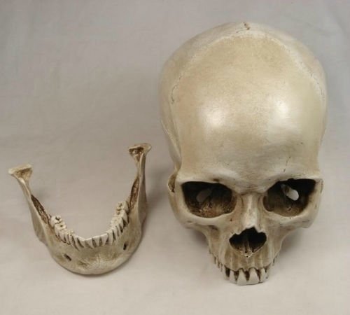 NEW 1:1 Human Skull Replica Resin Model Medical Realistic by East Dental