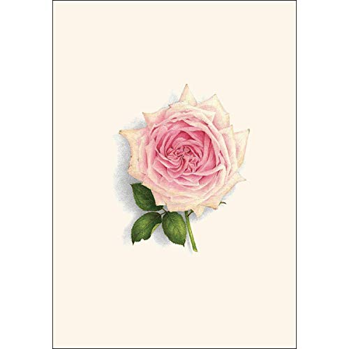 Image of Earth Sky + Water - Rose Assortment Notecard Set - 8 Blank Cards with Envelopes (4 each of 2 styles)