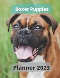 boxer puppies for sale saskatchewan  Boxer puppies Planner 2023