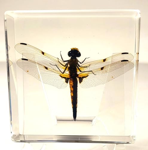 Image of 2.9 inch Real Dragonfly in Crystal Clear Lucite Resin Crafts Specimen Preserved Insect Bug Taxidermy Collection for Biology Science Education & Desk Ornament Display